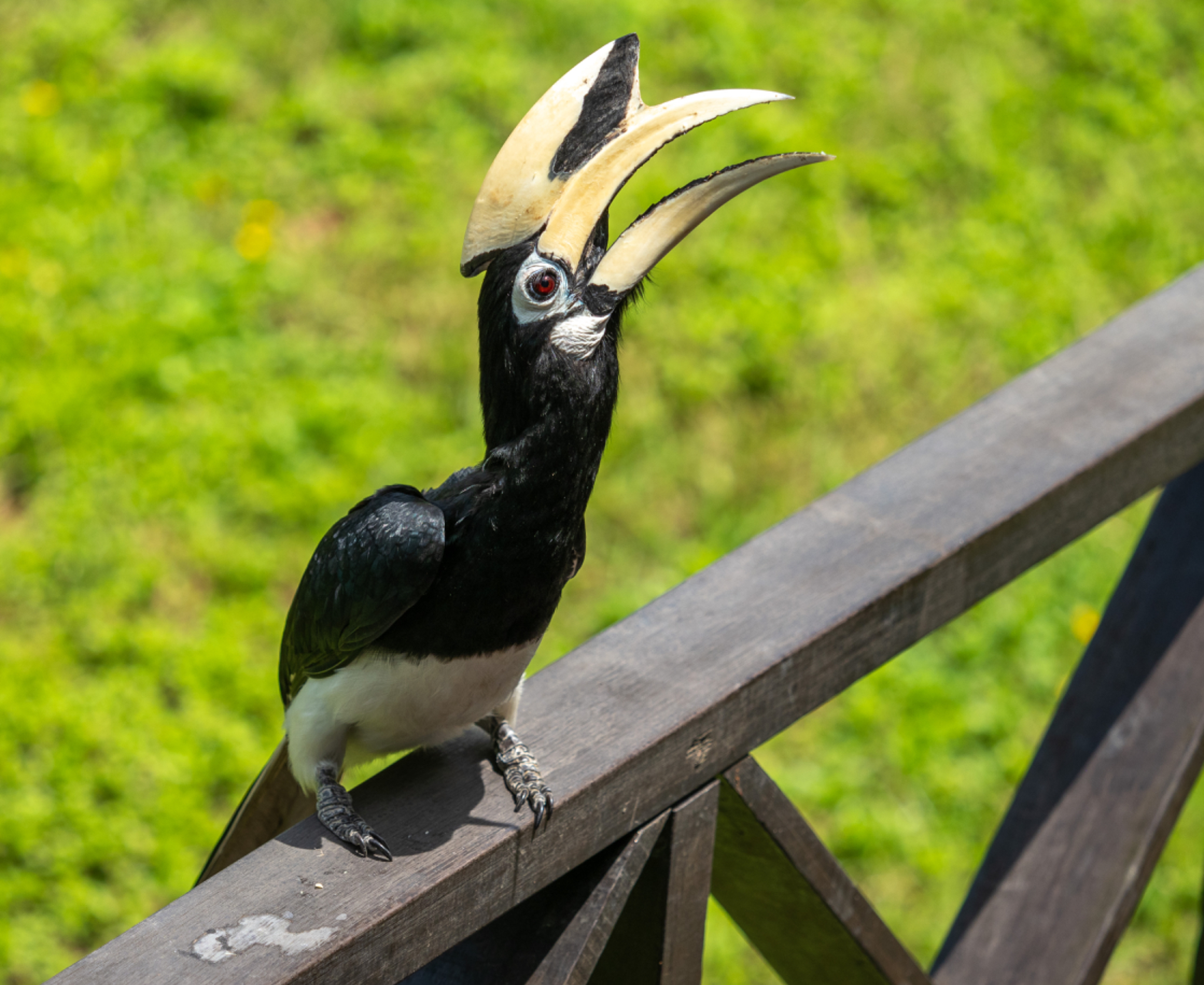 Oriental Pied Hornbill feeding 3